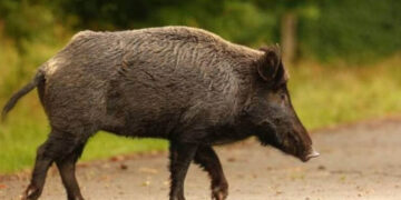 Καστοριά: Επίθεση αγριογούρουνου σε κυνηγό – Στο νοσοκομείο ο άτυχος άνδρας