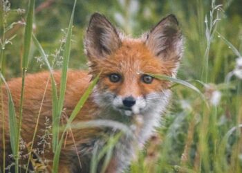 Εναέριες ρίψεις αντιλυσσικών εμβολίων για αλεπούδες και στη Δυτική Μακεδονία
