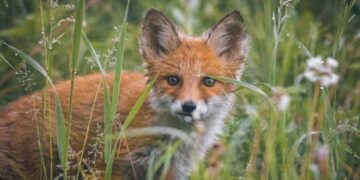 Εναέριες ρίψεις αντιλυσσικών εμβολίων για αλεπούδες και στη Δυτική Μακεδονία