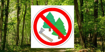 Δήμος Βοΐου: Απαγόρευση ξύλευσης – Τοποθετήθηκαν κάμερες επιτήρησης