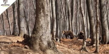 Ξύπνησαν οι αρκούδες στο Νυμφαίο, ανοίγει πάλι το Κέντρο Προστασίας Αρκούδας (Βίντεο από τις αρκούδες)