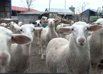 Πάσχα: Προβληματισμός για την τιμή του οβελία