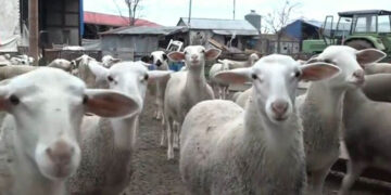 Πάσχα: Προβληματισμός για την τιμή του οβελία