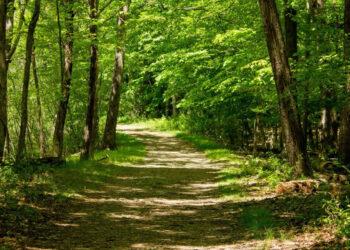 Νέο μοντέλο διαχείρισης των δασών: Συνδυασμός δημόσιου και ιδιωτικού τομέα