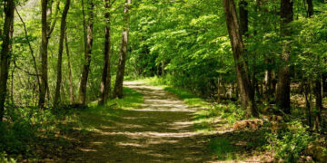 Νέο μοντέλο διαχείρισης των δασών: Συνδυασμός δημόσιου και ιδιωτικού τομέα