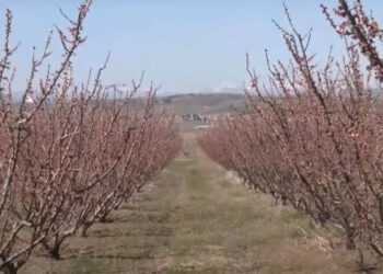 Μεγάλες ζημιές από τον παγετό σε δενδροκαλλιέργειες σε Εορδαία και Αμύνταιο