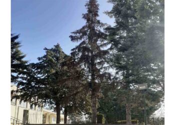 Δήμος Βοΐου: Απομάκρυνση επικίνδυνου δέντρου στο Γυμνάσιο – Λύκειο Νεάπολης