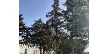 Δήμος Βοΐου: Απομάκρυνση επικίνδυνου δέντρου στο Γυμνάσιο – Λύκειο Νεάπολης