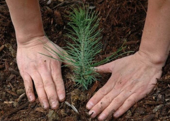 Πάνω από 1300 δέντρα θα φυτευτούν στο Δήμο Αμυνταίου