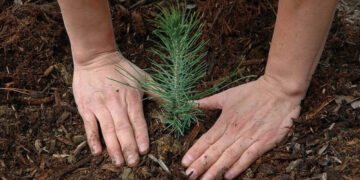 Πάνω από 1300 δέντρα θα φυτευτούν στο Δήμο Αμυνταίου