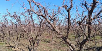 Άμεσες ενέργειες για καταγραφή των ζημιών από τον παγετό στον νομό Φλώρινας