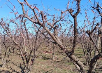 Αγωνία σε δενδροκαλλιεργητές Εορδαίας & Αμυνταίου για τον καταστροφικό παγετό