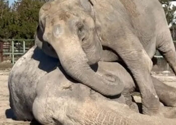 Ελεφαντίνα θρηνεί την απώλεια της επί 25 χρόνια φίλης της – «Την αποχαιρετούσε για ώρες»