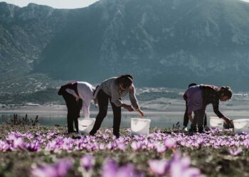 Κροκοχώρια Κοζάνης: «Τα άνθη είναι κομμάτι της ζωής μας» – Αφιέρωμα της Καθημερινής