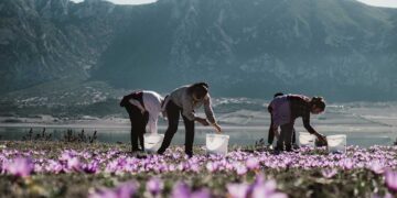 Κροκοχώρια Κοζάνης: «Τα άνθη είναι κομμάτι της ζωής μας» – Αφιέρωμα της Καθημερινής