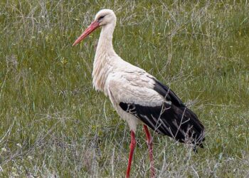 Επέστρεψε και φέτος ο λευκοπελαργός στις Πρέσπες