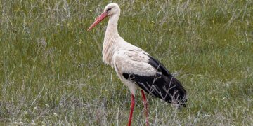 Επέστρεψε και φέτος ο λευκοπελαργός στις Πρέσπες