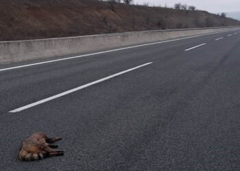 Σκοτώθηκε αρσενική Αγριόγατα στο δρόμο Κοζάνης-Πτολεμαΐδας – Σοβαρό πρόβλημα με 300 νεκρά ζώα σε 3 χρόνια