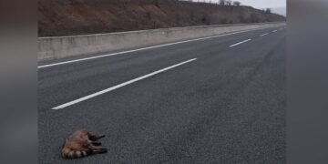 Σκοτώθηκε αρσενική Αγριόγατα στο δρόμο Κοζάνης-Πτολεμαΐδας – Σοβαρό πρόβλημα με 300 νεκρά ζώα σε 3 χρόνια
