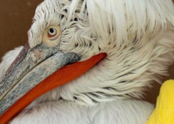 Λουκ: Ο πελεκάνος που προσέκρουσε σε καλώδια στο Αμύνταιο και παλεύει για τη ζωή του!