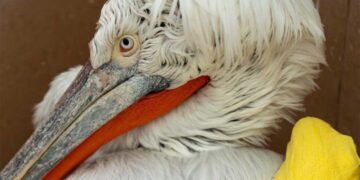 Λουκ: Ο πελεκάνος που προσέκρουσε σε καλώδια στο Αμύνταιο και παλεύει για τη ζωή του!