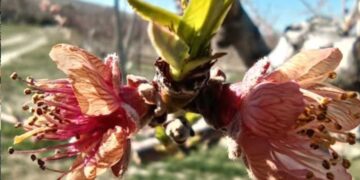 Μανιάκι: «Ροδάκινα και άλλες καλλιέργειες πάγωσαν στο 100% – Οι στιγμές απαιτούν άμεσες αποζημιώσεις»