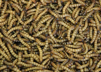 Ποια τρόφιμα περιέχουν σκόνη σκουληκιών, η νέα τάση για βιώσιμη πρωτεΐνη