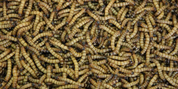 Ποια τρόφιμα περιέχουν σκόνη σκουληκιών, η νέα τάση για βιώσιμη πρωτεΐνη