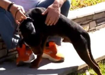 Αγώνες ιχνηλατών ομάδας 6 από κυνηγούς Κοζάνης & Εορδαίας- Ένα όμορφο διήμερο εκδηλώσεων από τους φίλους του κυνηγιού