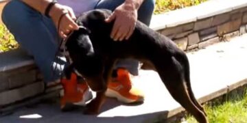 Αγώνες ιχνηλατών ομάδας 6 από κυνηγούς Κοζάνης & Εορδαίας- Ένα όμορφο διήμερο εκδηλώσεων από τους φίλους του κυνηγιού