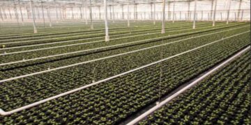 Δήμος Βοΐου: Θερμοκήπιο γεωθερμίας και ενεργειακή κοινότητα από το αναπτυξιακό δίκτυο «Αγροβόιο»   