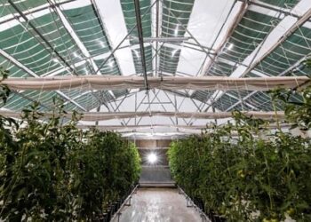 Υπεγράφη η απόφαση για το πλαίσιο εφαρμογής του προγράμματος ενίσχυσης των θερμοκηπιακών καλλιεργειών -Σύντομα η πρόσκληση εκδήλωσης ενδιαφέροντος