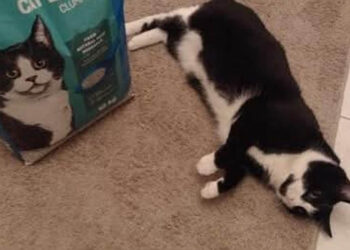 Πτολεμαΐδα: Συναγερμός για τη γατούλα Τζάρο – Επείγουσα ανάγκη για αιμοδοσία