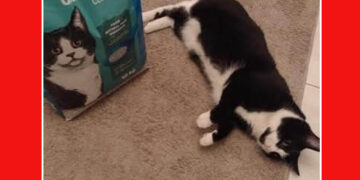 Πτολεμαΐδα: Συναγερμός για τη γατούλα Τζάρο – Επείγουσα ανάγκη για αιμοδοσία