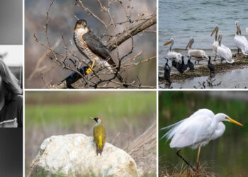 Τα πουλιά της λίμνης μας – Εντυπωσιακές φωτογραφίες του Δημήτρη Βαβλιάρα από τη λίμνη Πολυφύτου