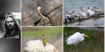 Τα πουλιά της λίμνης μας – Εντυπωσιακές φωτογραφίες του Δημήτρη Βαβλιάρα από τη λίμνη Πολυφύτου