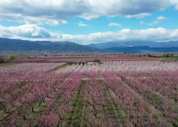 Κάμπος Βέροιας: Οι ανθισμένες ροδακινιές, τουριστικός προορισμός και φέτος (Βίντεο)