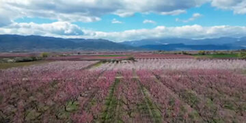 Κάμπος Βέροιας: Οι ανθισμένες ροδακινιές, τουριστικός προορισμός και φέτος (Βίντεο)
