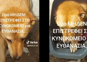 Διαψεύδει ο Δήμος Κοζάνης δημοσίευση για ευθανασία αδέσποτου ζώου