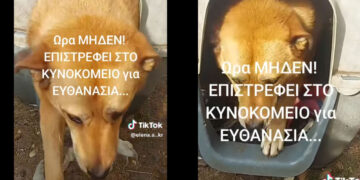 Διαψεύδει ο Δήμος Κοζάνης δημοσίευση για ευθανασία αδέσποτου ζώου