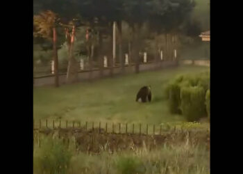 Αρκούδα εμφανίστηκε στην αυλή της Κτηνιατρικής Υπηρεσίας Καστοριάς! (Βίντεο)