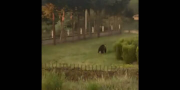 Αρκούδα εμφανίστηκε στην αυλή της Κτηνιατρικής Υπηρεσίας Καστοριάς! (Βίντεο)