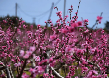 Αίθριος καιρός και άνοδος της θερμοκρασίας στο μεγαλύτερο κομμάτι της χώρας σήμερα