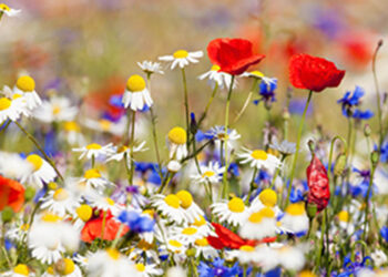 Ο Δήμος Βοΐου καλωσορίζει την Άνοιξη με διήμερες εκδηλώσεις στο Νησάκι Νεάπολης