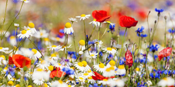 Ο Δήμος Βοΐου καλωσορίζει την Άνοιξη με διήμερες εκδηλώσεις στο Νησάκι Νεάπολης