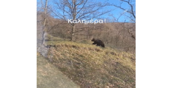 Πρωινή συνάντηση με αρκούδα στο Νυμφαίο για τον π. Ιωάννη Ζέζιο και την πρεσβυτέρα Ηλέκτρα