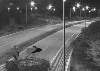 Πιστός στο ετήσιο ραντεβού του, ο λευκοπελαργός της Εγνατίας οδού επέστρεψε στην φωλιά του