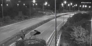 Πιστός στο ετήσιο ραντεβού του, ο λευκοπελαργός της Εγνατίας οδού επέστρεψε στην φωλιά του