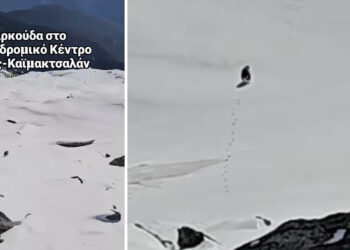 Αρκούδα ο τελευταίος επισκέπτης του Χιονοδρομικού Κέντρου Βόρας–Καϊμακτσαλάν – Δείτε το βίντεο