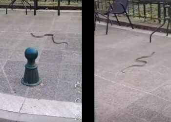 Φίδι εμφανίστηκε στο Παλιό Πάρκο Πτολεμαΐδας και προκάλεσε αναστάτωση (Βίντεο)